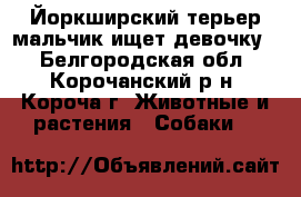 Йоркширский терьер мальчик ищет девочку. - Белгородская обл., Корочанский р-н, Короча г. Животные и растения » Собаки   